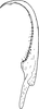Stylus on Edwardsiana candidula (Kirschbaum, 1868): Stylus. (Observation).