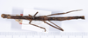 CollectionObject 1559387; f710804b-5bd8-40d0-8f0d-f6c441cf5742: copyright ANSP. female, dorsal view (holotype). (CollectionObject).