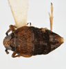 Habitus, dorsal view: !! display not done !! on Pissonotus niger Morgan & Beamer, 1949: (Observation).