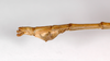 CollectionObject 1560390; 2ee610d8-3a4a-489e-b676-3d5ab6d68b82: Copyright MNCN, Madrid. male: end of abdomen, lateral view (holotype). (CollectionObject).