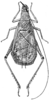 Oecanthus californicus californicus Saussure, 1874: Fig. 8 A. male, dorsal view. (Otu).