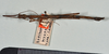 CollectionObject 1559410; 709b48d2-1f07-40d4-a5d7-111690ea043b: copyright USNM, Washington. male (holotype). (CollectionObject).