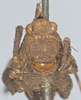 CollectionObject 1503209; a971e114-c73d-48f6-bc2c-04b33df4eda3: male, frontal view (holotype). (CollectionObject).