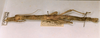 CollectionObject 1562343; c8b726ff-faaa-44ad-b8fa-713c02fe130c: copyright ZMUH, Hamburg. female (syntype). (CollectionObject).