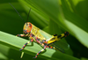 Zoniopoda tarsata (Serville, 1831): female. (Otu).