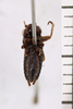CollectionObject 1506067; 83fd58c7-45d4-404a-84f3-d42a732b1a2c: Male. Syntype. Chile. (CollectionObject).