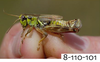 Melanoplus uinta Otte, 2012: (Otu).