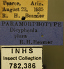 Other on Dicyphonia plura Beamer, 1936: Labels. Labels for the Adult specimen used for the dorsal, lateral and face images. (Observation).