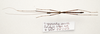 CollectionObject 1595863; 6a3c5d85-cd45-465c-a144-5035dea040ae: copyright UKM, Bangi. male, dorsal view (paratype). (CollectionObject).;CollectionObject 1595864; a5a25047-b8fd-40fd-91a4-981dd765a89c: copyright UKM, Bangi. male, dorsal view (paratype). (CollectionObject).
