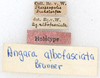 CollectionObject 1532457; 51a3be06-ecff-488c-8165-541ec8849cf7: labels (holotype). (CollectionObject).