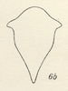 Habitus, dorsal view on Ochropepla corrosa (Fairmaire, 1846): (Observation).