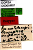 CollectionObject 1575535; 4c91dff4-63d0-433c-9df6-3b320287f1b7, DORSA D006AM01: labels (syntype). (CollectionObject).