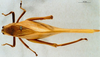 female, dorsal view (syntype). Depicts CollectionObject 1505007; 03e407a6-34e9-414f-a21b-90032a9ad21b, a CollectionObject.