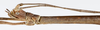 CollectionObject 1584203; 30878f10-b291-4e66-b3c6-404d13b6853b: copyright Frank Hennemann Coll. male: head & thorax, lateral view (paratype). (CollectionObject).;CollectionObject 1584204; afe2b8cc-8cca-4cc3-a581-ed630563d766: copyright Frank Hennemann Coll. male: head & thorax, lateral view (paratype). (CollectionObject).;CollectionObject 1584205; 15d01103-8493-4940-8377-8c409ca2af99: copyright Frank Hennemann Coll. male: head & thorax, lateral view (paratype). (CollectionObject).