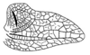 Callimenellus modestus Gorochov & Voltshenkova, 2005: Fig. 49. male left tegmen. (Otu).