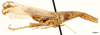 Habitus, lateral view on Dorysarthrus alfierii Bergevin, 1924: (Observation).