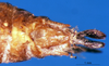 CollectionObject 1567402; 4ebad7ff-47d1-47d1-9a97-aaf8c669238e: female abdomen tip, dorsal view (syntype). (CollectionObject).