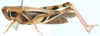 Epacrocatantops curvicercus (Miller, 1929): female, lateral view. (Otu).