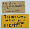 CollectionObject 1585241; ad993950-03e7-4e9c-9230-bf93572c3cb6: paratype (labels). (CollectionObject).