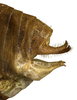 CollectionObject 1542359; INBio INB0003981282, 7410cbc5-dcad-41ee-9850-dda9698a6279: male terminalia, lateral view (specimen from Costa Rica). (CollectionObject).