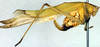 CollectionObject 1501729; 8b48c11e-f516-4a15-aeef-91b6f03c5d89: female, lateral view (paralectotype). (CollectionObject).