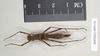 Ommatopseudes harmani (Brock, 1995): copyright Natural History Museum, London. female (paratype). (Otu).