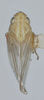 Habitus, dorsal view: !! display not done !! on Coelella distincta (Oman, 1931): Male holotype [USNM]: habitus, dorsal view. (Observation).