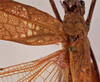 CollectionObject 1534644; f1b989ed-cea5-4dae-85be-274e548d0e82: female pronotum dorsal (holotype of Karschia corrosa). (CollectionObject).