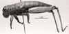 CollectionObject 1526823; 6ba23ba4-8f5e-4a1f-a5d3-c0ecb582c71b: Image C.S. Carbonell. female, lateral view. (CollectionObject).