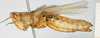 CollectionObject 1581312; b82e09b1-74d4-4b48-87f6-5709a98ac2c5, NHMUK10924578: female, lateral view. (CollectionObject).