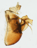 Pygofer, lateral view: !! display not done !! on Peregrinus maidis (Ashmead, 1890): (Observation).