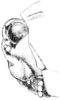 Neotettix proavus Rehn & Hebard, 1916: Fig. 108. female, head, lateral view. (Otu).