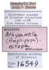 Other on Athysanella (Amphipyga) ectopa Blocker, 1990: (Observation).