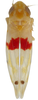 Habitus, dorsal view: Habitus (MSU collection). (Observation).