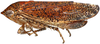 Habitus, lateral view: Gannia viraktamathi, female, lateral habitus (INHS). (Observation).