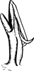 Aedeagus, lateral view on Eurysanoides flavobrunnea (Dlabola, 1956): Aedeagus, lateral view. (Observation).