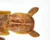 CollectionObject 1590521; 5ebf068b-3930-4591-b6d5-d6dad50672a1: copyright IMQC. male: end of abdomen, dorsal view (holotype). (CollectionObject).