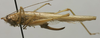 CollectionObject 1535082; 9b6fc718-868e-4e1b-b67f-f41caf58c759: female, lateral view (lectotype). (CollectionObject).