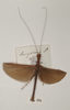 CollectionObject 1562528; 310ca743-4368-4982-a070-fcedaa386698: copyright OUMNH. Necroscia sangarius male (paralectotype). (CollectionObject).;CollectionObject 1562529; 4c6b61b5-e765-411c-bb2c-d45c28790328: copyright OUMNH. Necroscia sangarius male (paralectotype). (CollectionObject).