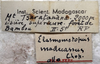 CollectionObject 1539648; 2e85d8d8-a644-4cb5-97bf-2dbbf76a71ee: female label (syntype). (CollectionObject).;CollectionObject 1539649; 5e308dca-8056-47c1-bdb5-c15e234c7dc5: female label (syntype). (CollectionObject).