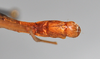 CollectionObject 1559851; a19eb260-1d37-40ef-b547-e1b1d39f104b: copyright NTUC. male: end of abdomen, dorsal view (syntype). (CollectionObject).;CollectionObject 1559852; 4f342293-8e32-43c8-aabd-67b5d43b4610: copyright NTUC. male: end of abdomen, dorsal view (syntype). (CollectionObject).