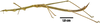 CollectionObject 1527793; c00c803b-22bb-4906-b8cf-3246bb72ed73: male, lateral view (lectotype of Tetanorhynchus fornicator). (CollectionObject).