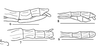 CollectionObject 2767121; f9e39d56-a724-40ec-a260-360b7fd15af1: copyright George Ho. female: end of abdomen (holotype), male (paratype). (CollectionObject).