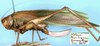 CollectionObject 1517333; 5e5fa895-6901-4b62-93a8-2c1aa32ccd64: female (holotype). (CollectionObject).