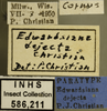 Other on Edwardsiana dejecta Christian, 1953: Labels. Labels for the specimen used for the dorsal, lateral and face images. (Observation).