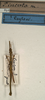 CollectionObject 1560924; NMW 892, 6e6bcfc6-e088-484b-a895-fa1a92ef35b6: copyright NMW, Vienna. male (holotype). (CollectionObject).