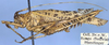 CollectionObject 1532424; 604b5843-1888-45c1-90fd-e3204f64edb4: male, lateral view (holotype). (CollectionObject).