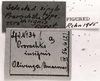 CollectionObject 1501125; d3f8b355-860e-4ff5-8e8a-86207050049f: Image C.S. Carbonell. labels (syntype). (CollectionObject).
