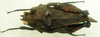 CollectionObject 1575251; NNM RMNH.INS 968004, a8915dda-5a50-4fe7-ba8a-ed9e783e0b8f: male, dorsal view (paratype). (CollectionObject).