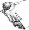 Tetrix arenosa angusta (Hancock, 1896): Fig. 73. female, head, lateral view. (Otu).